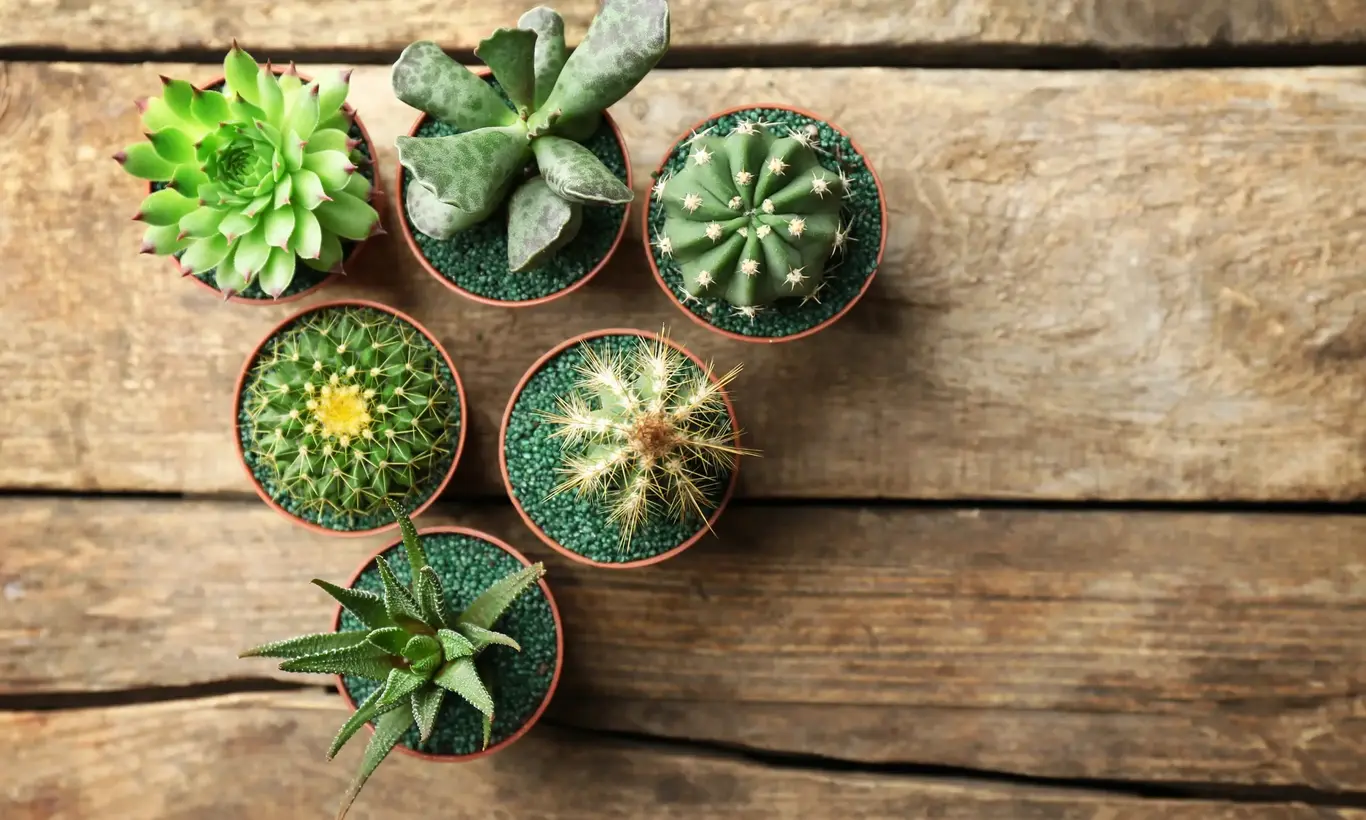potted cactus