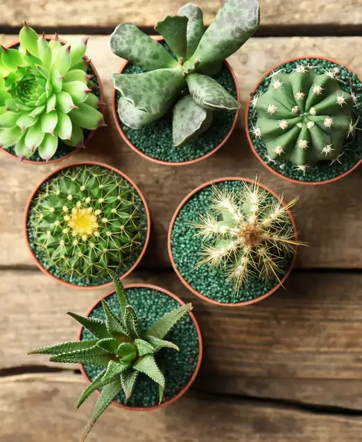 potted cactus