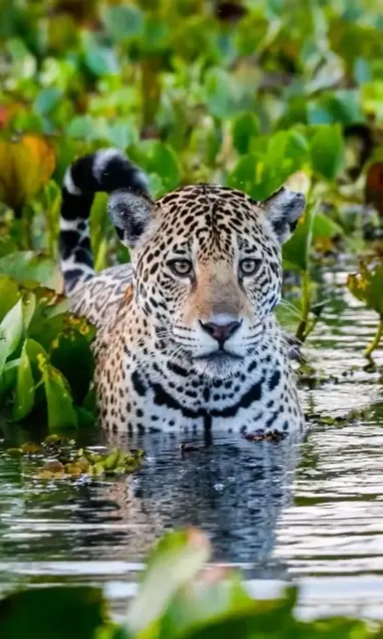 a leopard in the water