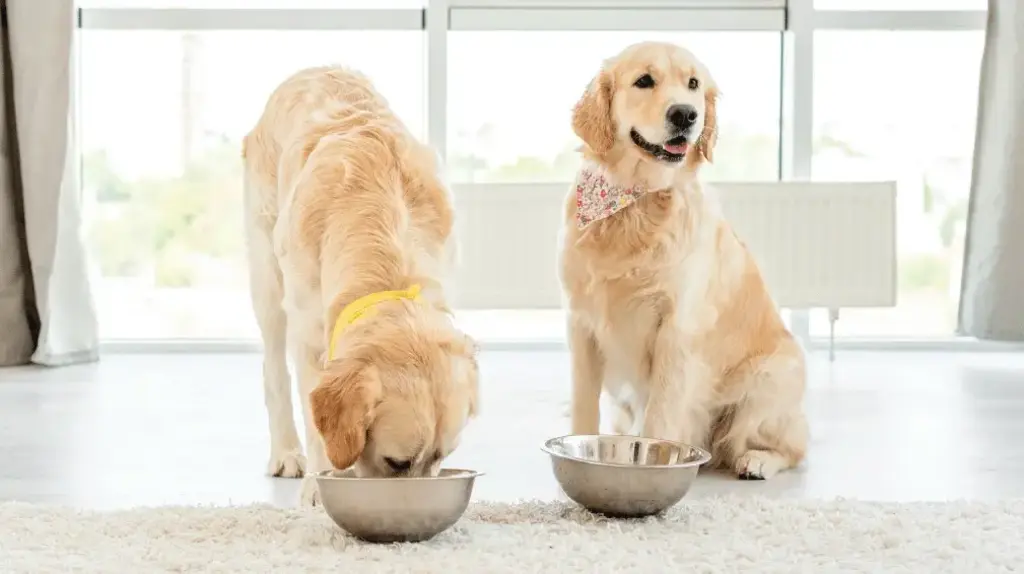 two dogs eating from bowls