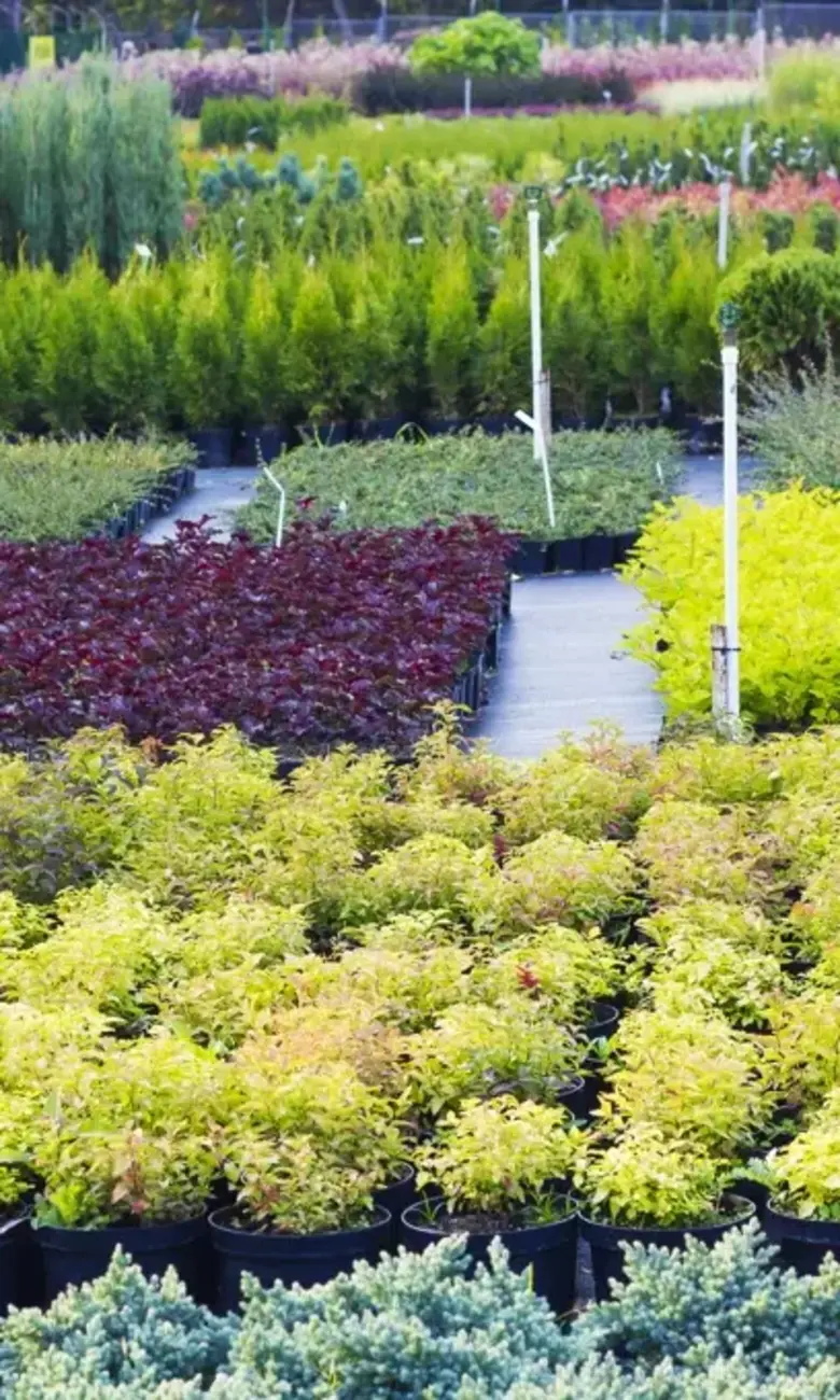 a large group of plants in pots
