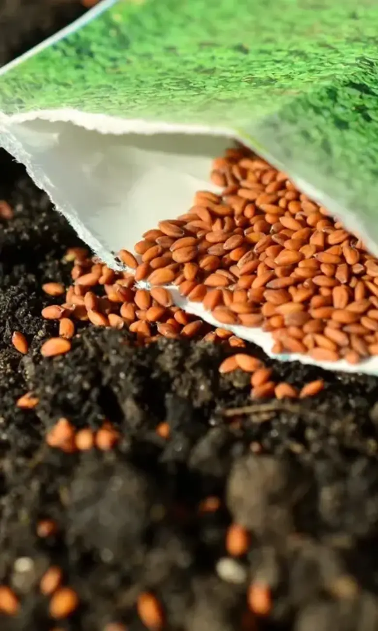 a bag of seeds on dirt