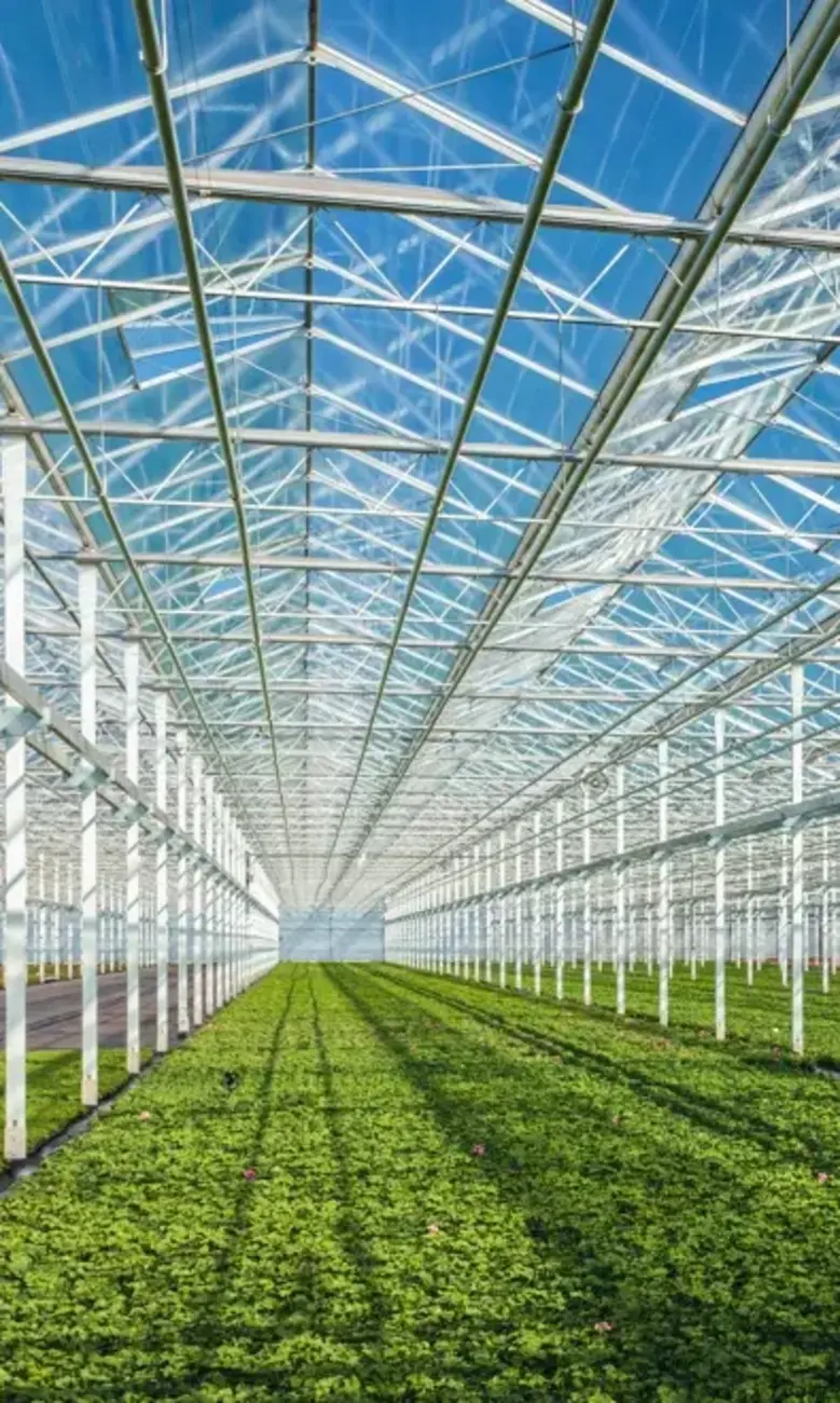 a greenhouse with plants growing in it
