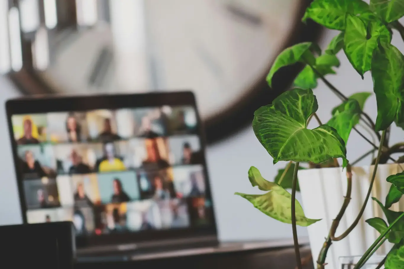 Plant with a laptop showing a conference call
