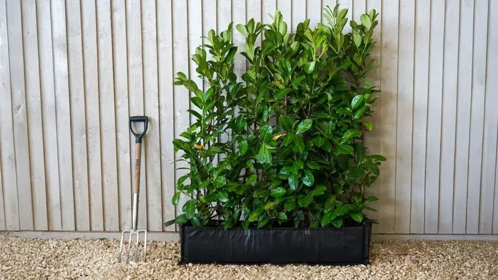 a planter with a fork next to it