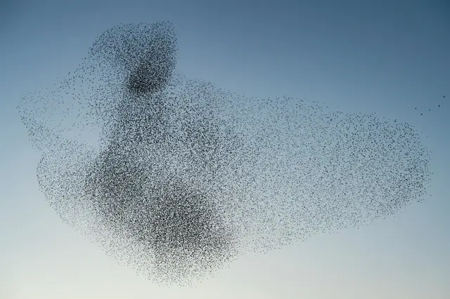 a flock of birds in the sky