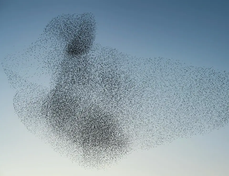 a flock of birds in the sky