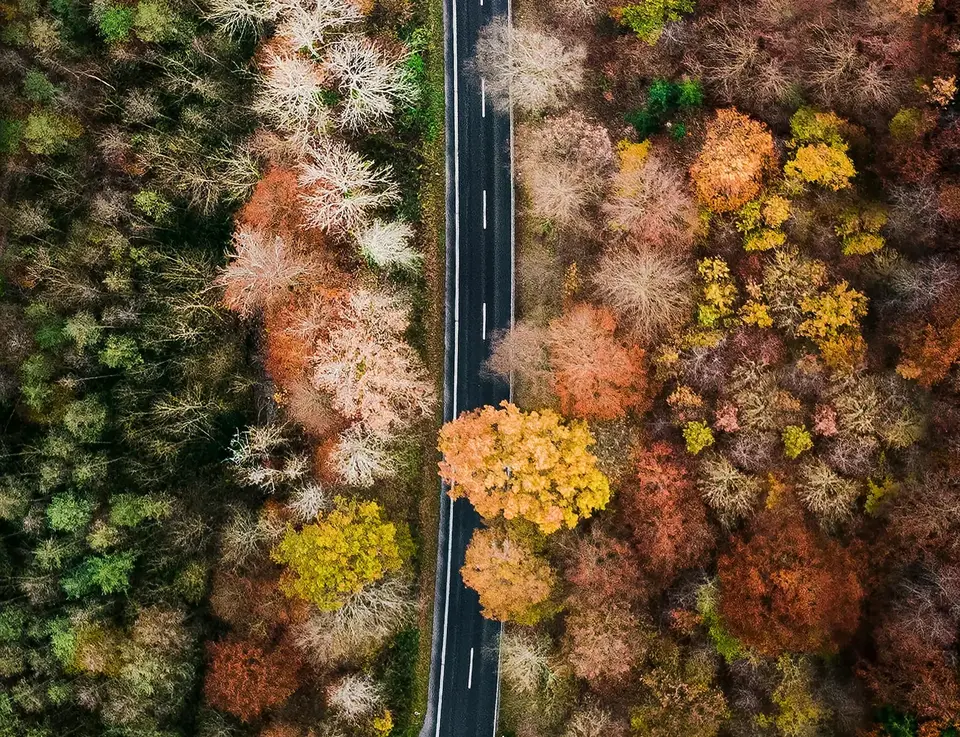 a road surrounded by trees