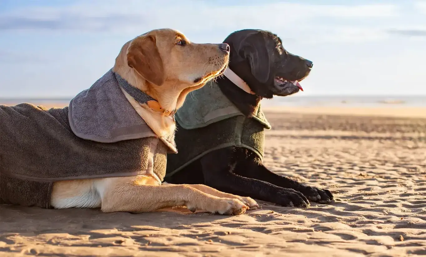 Dogs lying on the beach in towel coats