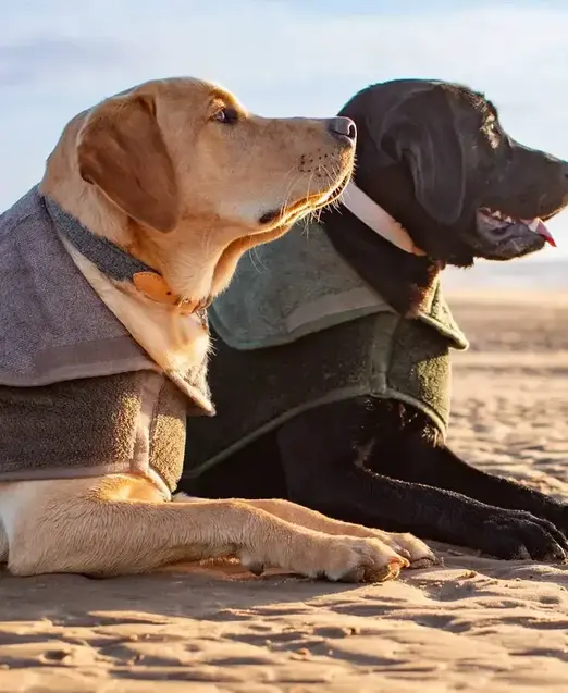 Dogs laying on the beach in towel coats