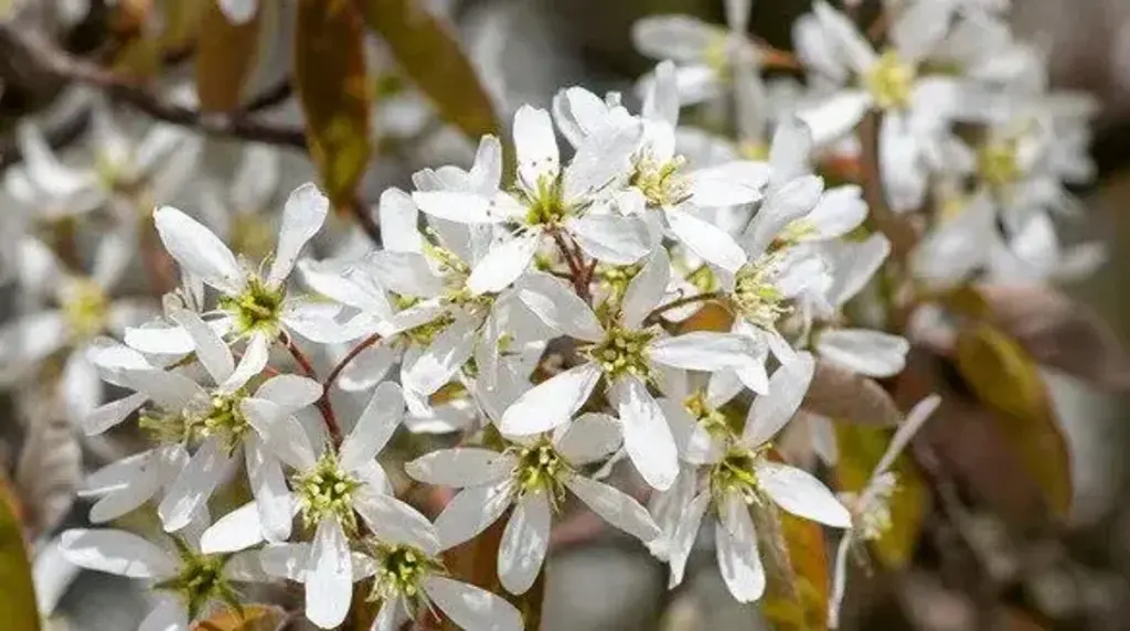 a close up of a tree with white flowers