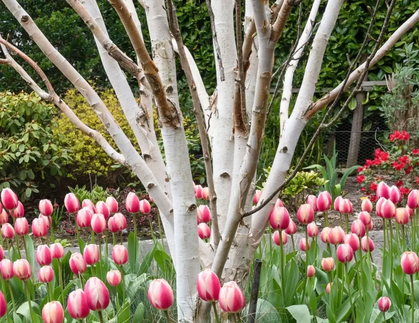 a tree with pink flowers