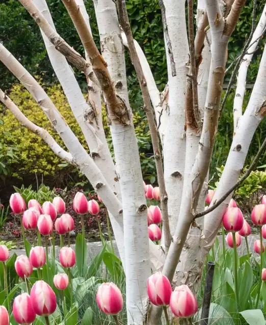 a tree with pink flowers