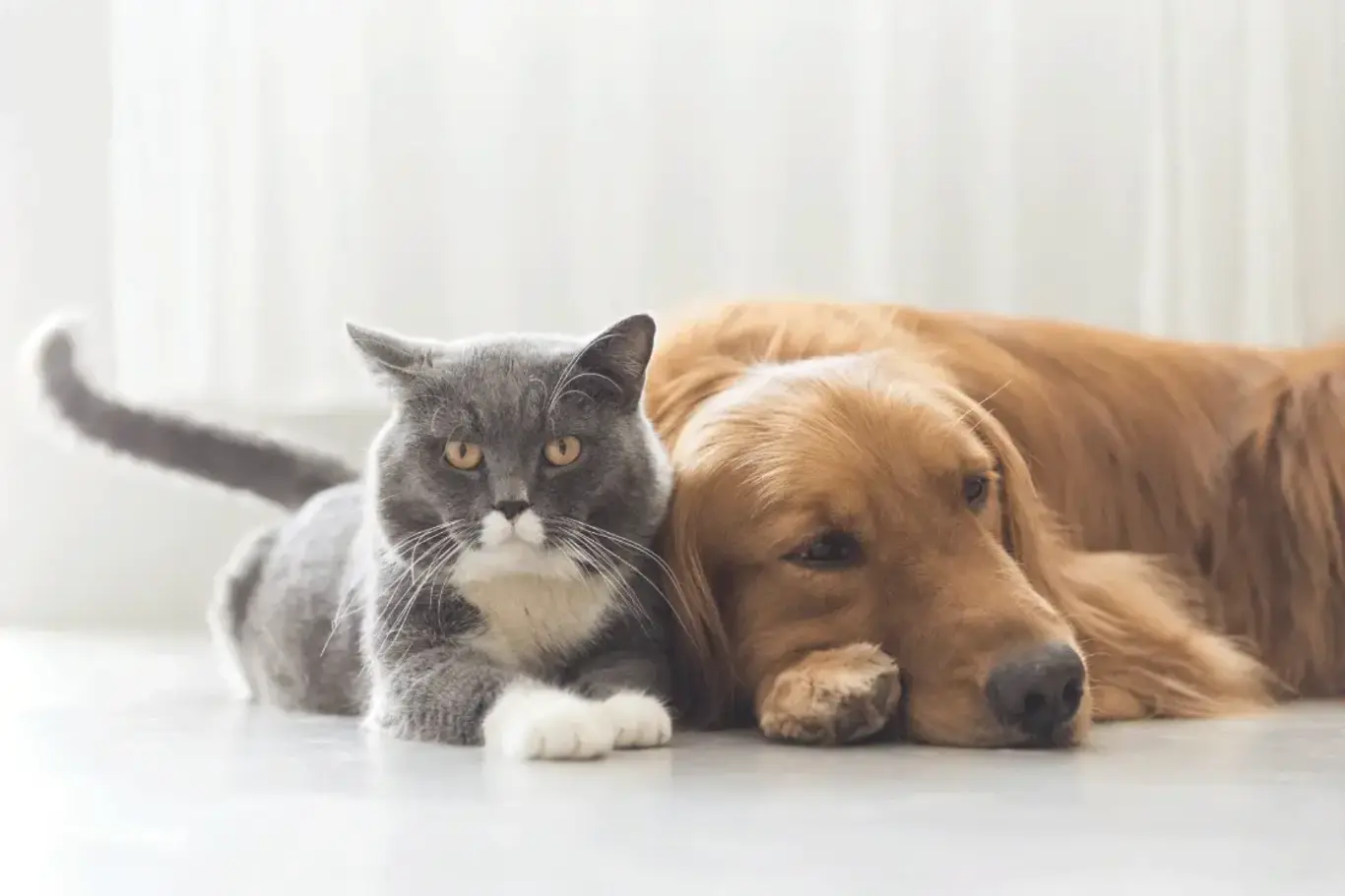 a cat and dog lying on the floor