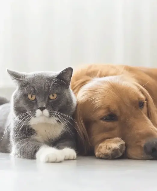 a cat and dog lying on the floor