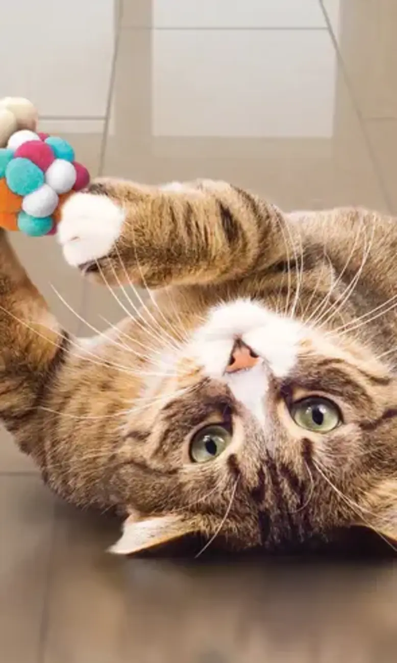 Cat playing with feathered catnip toy